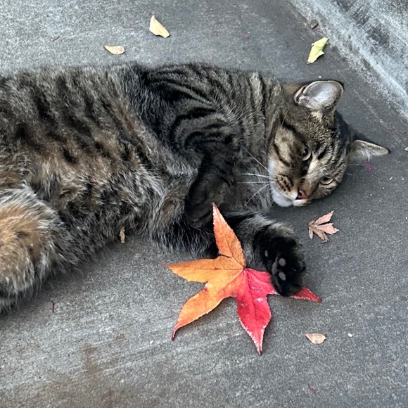 Meet your Posher, Lili - Picture 1 of 1